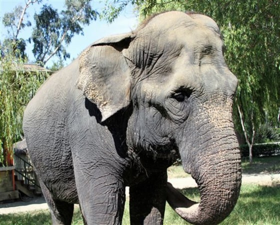 Taj, an Asian elephant is shown on in August 2010 in Vallejo. Calif. Taj died Jan. 17, 2011, after her quality of life had declined significantly. She was 71 years old. 